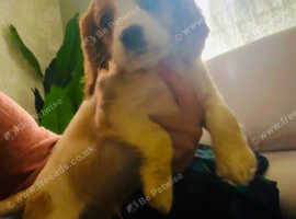 Cockalier puppies