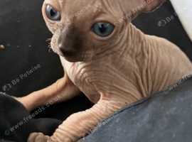 Sphynx kittens boys and girls