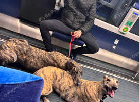 Female greyhound