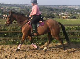 Ruby, thoroughbred mare