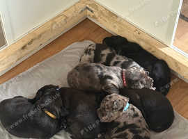 3/4 Labrador x 1/4 Borador