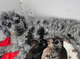 Beautiful cockerpoo puppies