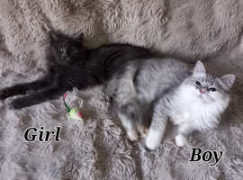 ALL RESERVED Mainecoon cross british longhaired