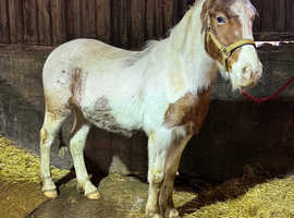 Stunning Spotted Skewbald Gelding