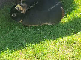 1 male rabbit