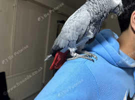 Tamed Talking African Grey Parrot with Cage