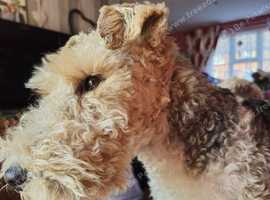 Fox terrier stud dog