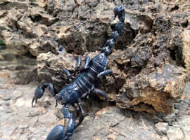 Asian Blue Forest Scorpion (Javanimetrus Cyaneus) at Birmingham Reptiles