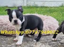 Beautiful Boston terrier puppies