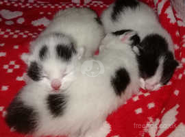 Gorgeous Black and White Kittens
