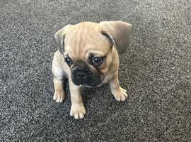 Pugxfrechie puppy
