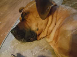 Desperate to rehome my lovely girl