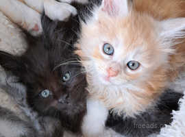 3 maine coon kittens for sale