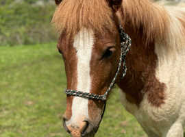 Quiet Shetland x DHP pony