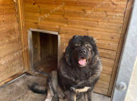 VERY LARGE CAUCASIAN SHEPHERD