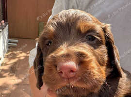 Working cocker spaniel pups