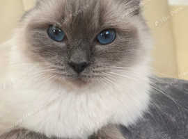 Birmans