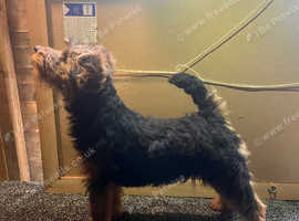 Welsh terrier girl