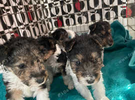 Fox terrier puppies
