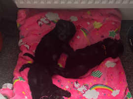 Bedlington terriers puppies