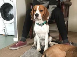 5th generation pedigree beagle for stud