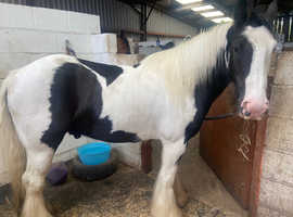 Cob for sale