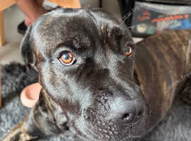 Stud for sale 850