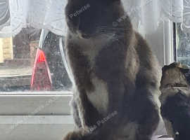 Cat for sale kitty