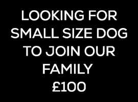 Looking for a small to medium size dog to join the family