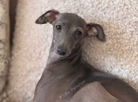Italian Greyhound Blue girl