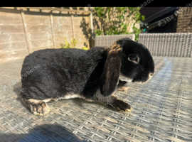 1 Female 3 Male mini lops looking for new homes