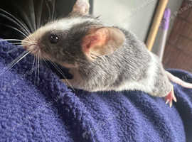Fancy mouse, male