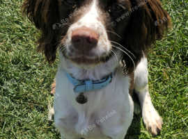 Liver white 7month spaniel