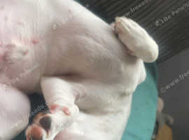 Jack Russell cross Frenchie