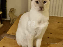 LILAC POINT SIAMESE.