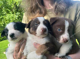 Beautiful border collie puppies