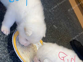 Pure white hybrid Akitas