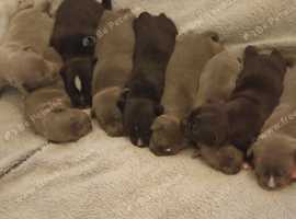 Staffordshire bull terrier pups black & blue