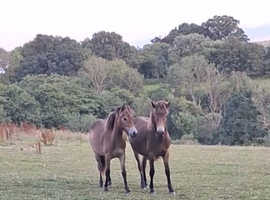 Two lovely exmoor yearlings