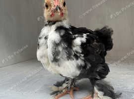 2 Pekin bantam cockerel chicks