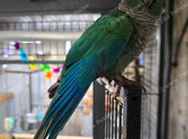 Young TAME Male Turquoise Green Cheek Conure 16 months old