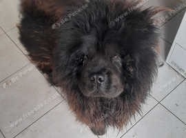 My boy bear