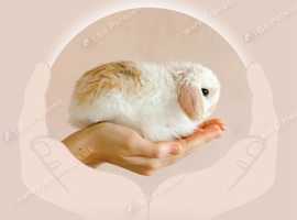 Lisa Brumpton Animal Communication & Reiki
