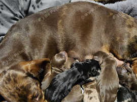 7 miniature Dachshunds