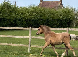 Future Star in the making Welsh B colt Foal