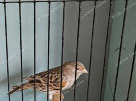 Hen 2024 bird. Italian red agte