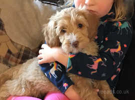 Beautiful Cockapoo Puppies In Kirkcudbright DG6 On Freeads Classifieds ...