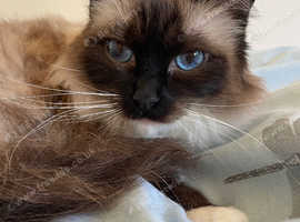 3 Year Old Ragdoll Female looking for a loving home