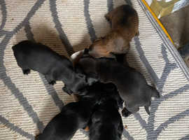 Beautiful dachshund puppy's looking for new home