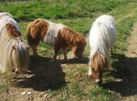 Group of three miniature Shetlands